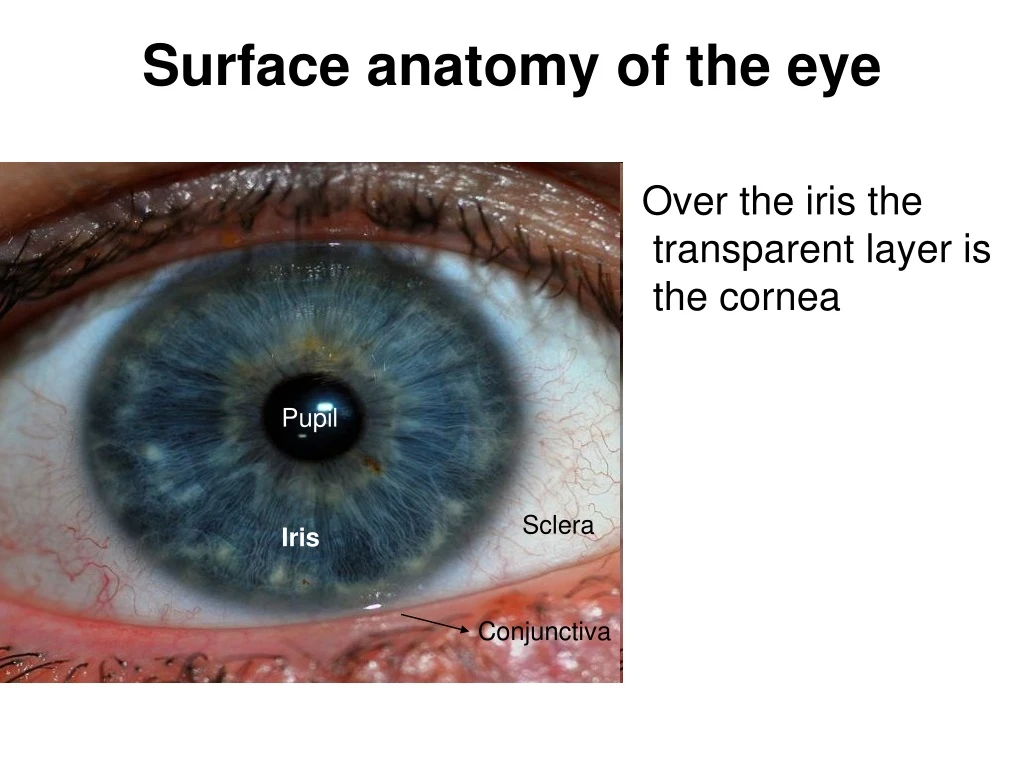 surface anatomy of the eye