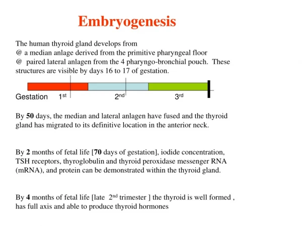 Embryogenesis  The human thyroid gland develops from