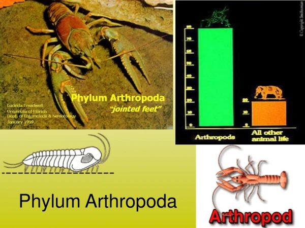 Phylum Arthropoda