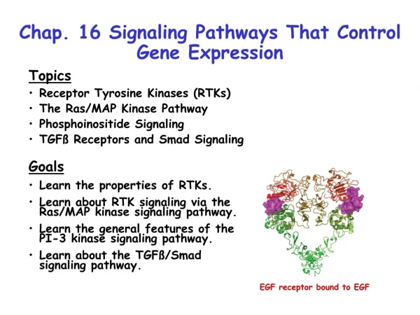 Chap. 16 Signaling Pathways That Control Gene Expression