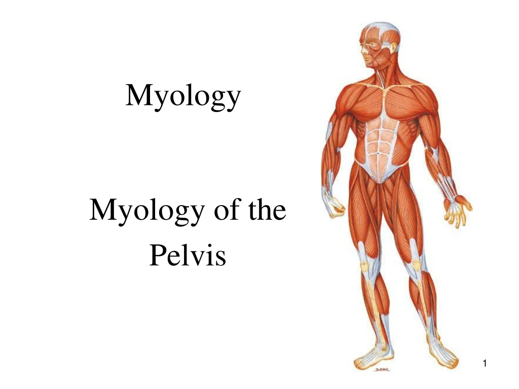 myology