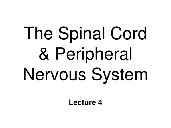 The Spinal Cord  &amp; Peripheral Nervous System