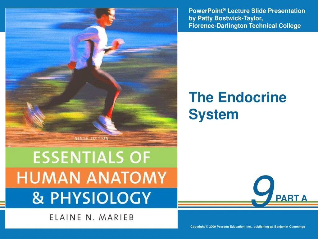 the endocrine system