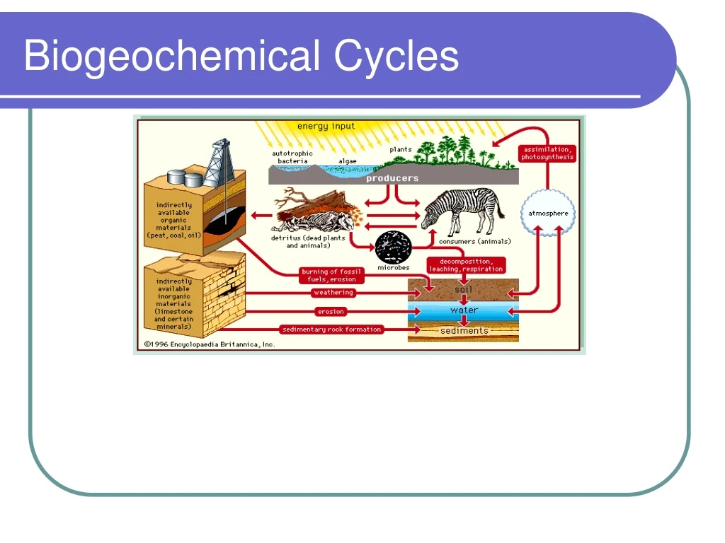 biogeochemical cycles