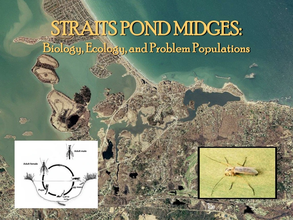 straits pond midges biology ecology and problem populations