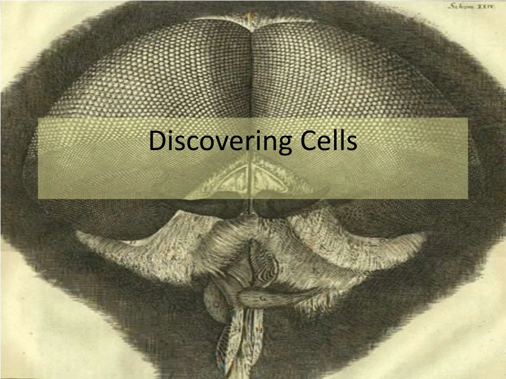 discovering cells