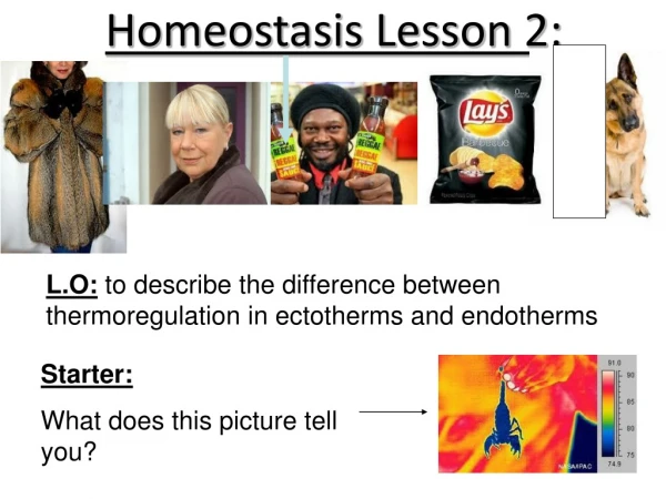 Homeostasis Lesson 2: