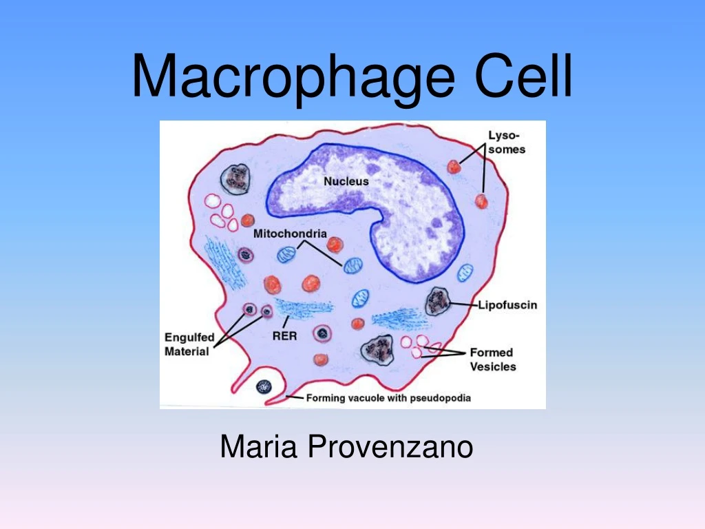 macrophage cell