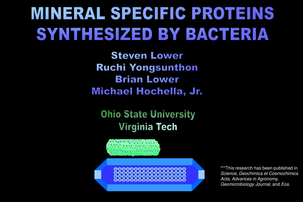 mineral specific proteins synthesized by bacteria