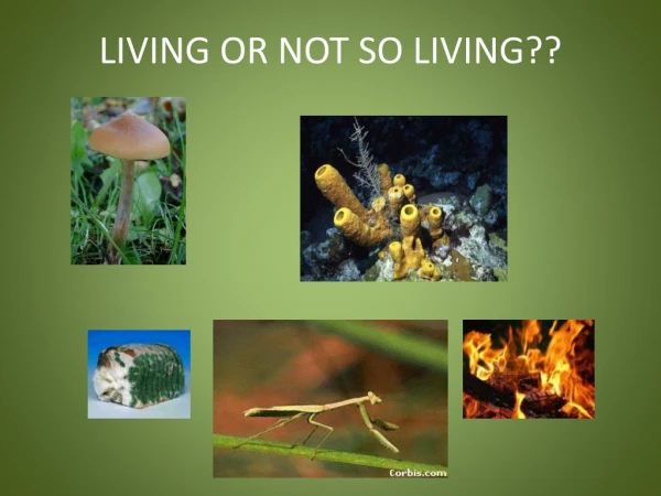 LIVING OR NOT SO LIVING??