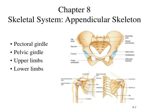 Chapter 8 Skeletal System: Appendicular Skeleton