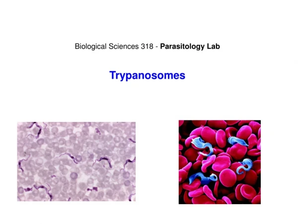 Biological Sciences 318 -  Parasitology Lab Trypanosomes