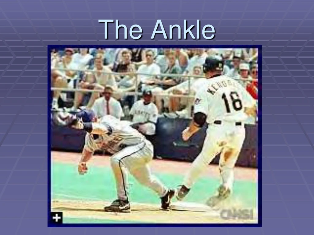 the ankle