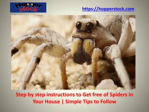 Step by Step Instructions to Get Free of Spiders in Your House ! Simple Tips to Follow - hopperstock.com
