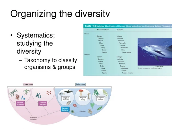 Organizing the diversity