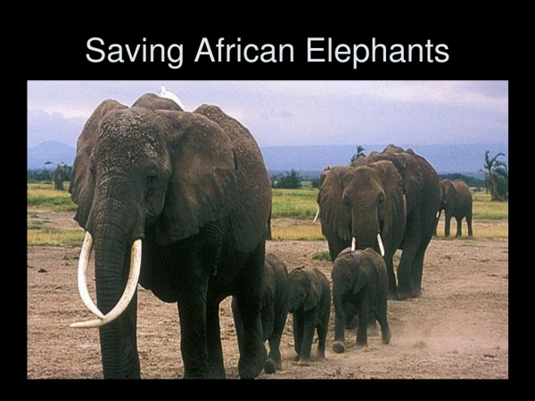 Saving African Elephants