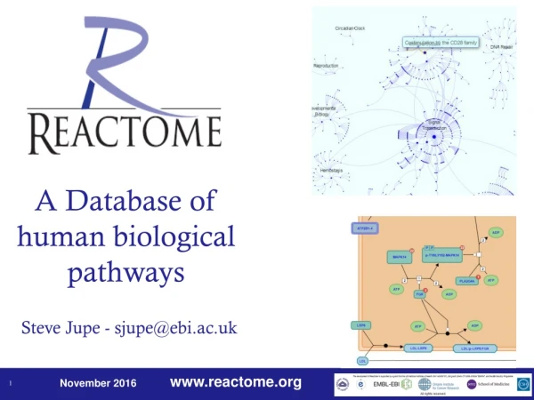 A Database of human biological pathways Steve Jupe - sjupe@ebi.ac.uk