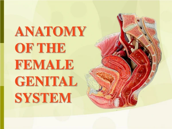 ANATOMY OF THE  FEMALE GENITAL SYSTEM