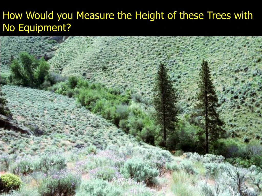 how would you measure the height of these trees