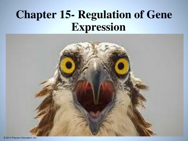 Chapter 15- Regulation of Gene Expression