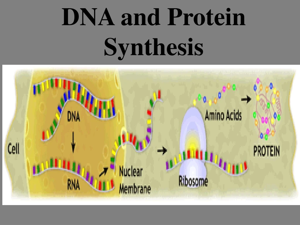 dna and protein synthesis