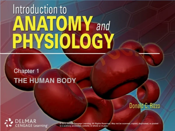 The Human Body