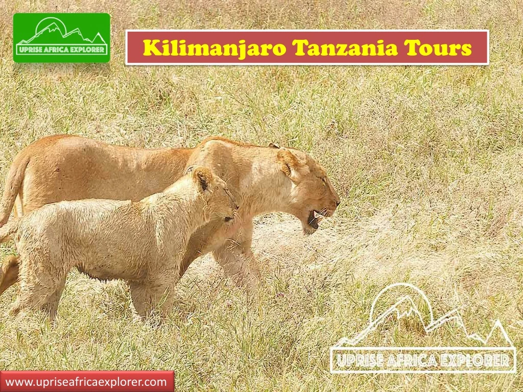 kilimanjaro tanzania tours
