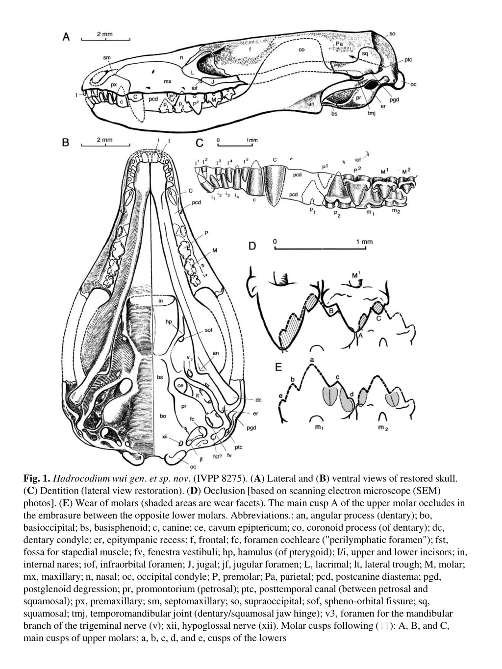 fig 1 hadrocodium wui gen et sp nov ivpp 8275