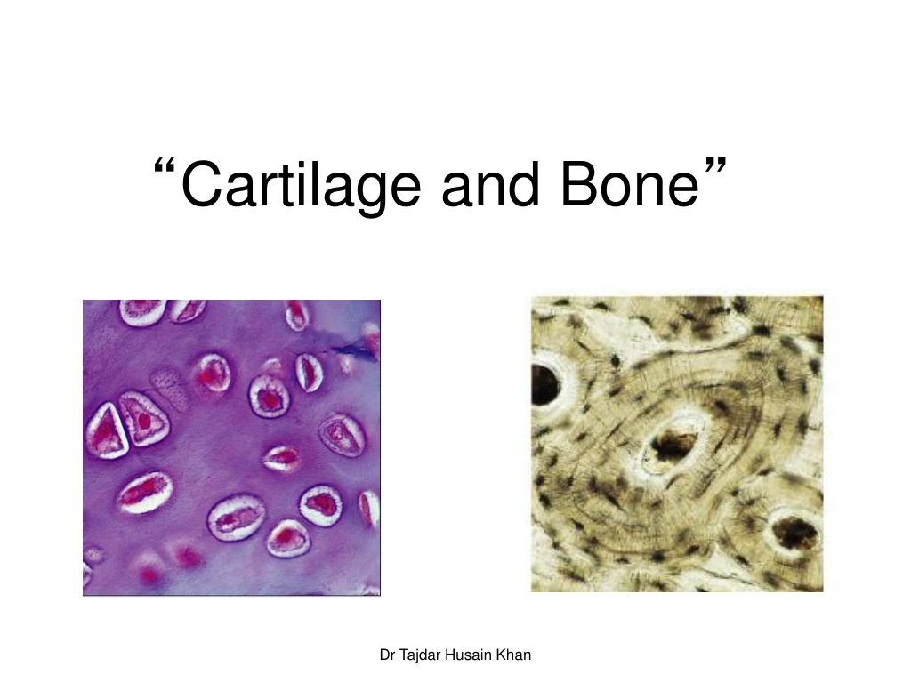 cartilage and bone