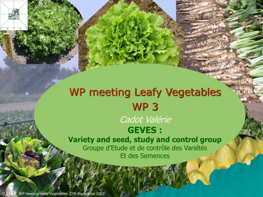 wp meeting leafy vegetables wp 3 cadot