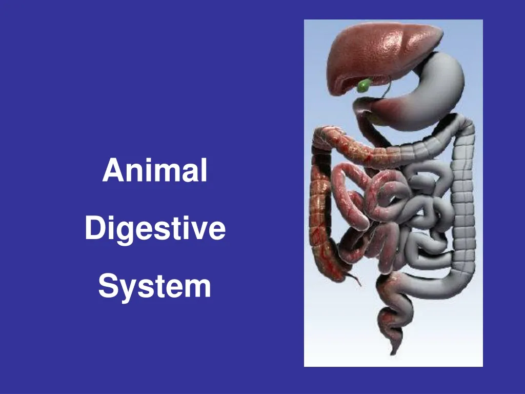 animal digestive system