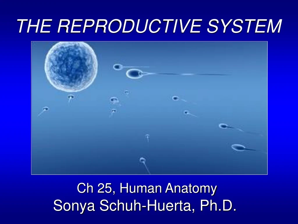 the reproductive system ch 25 human anatomy sonya