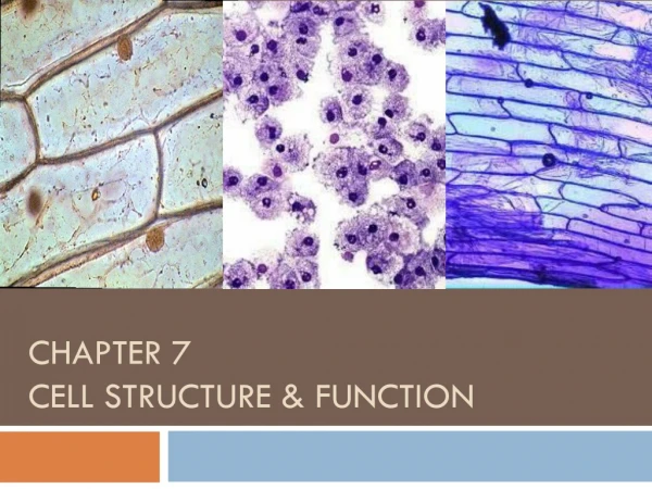 Chapter 7  Cell Structure &amp; Function