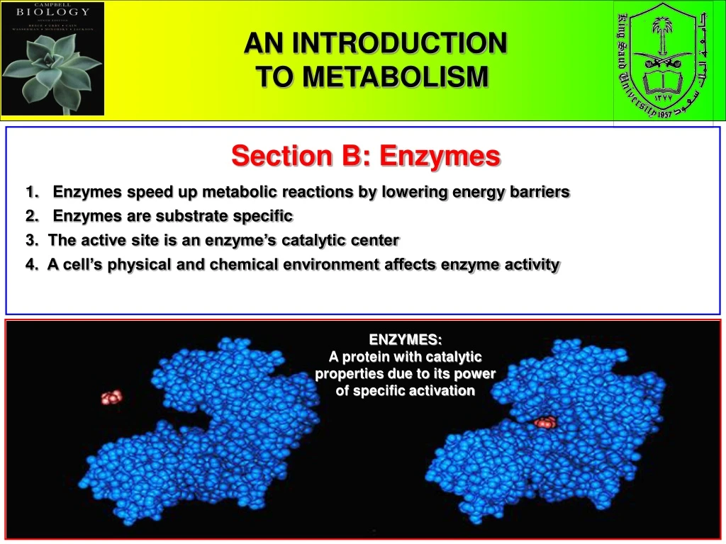 an introduction to metabolism