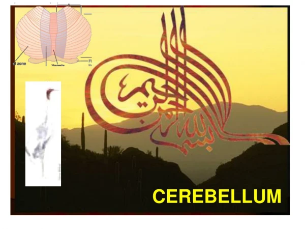 CEREBELLUM