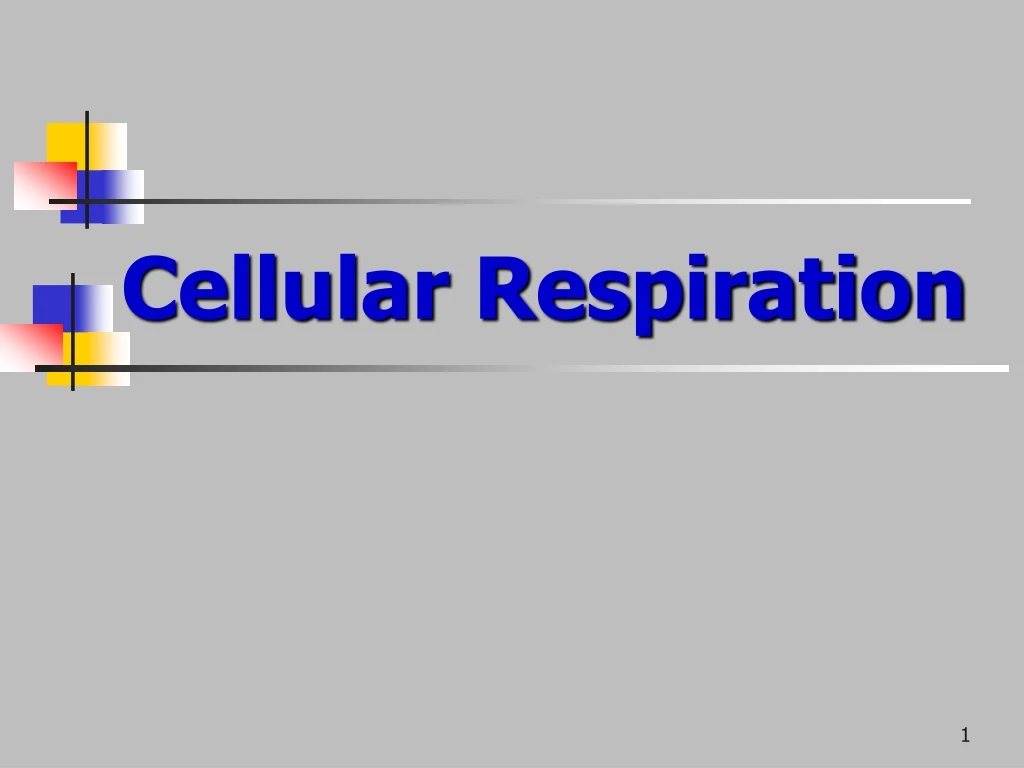 cellular respiration