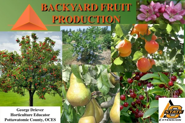 BACKYARD FRUIT PRODUCTION