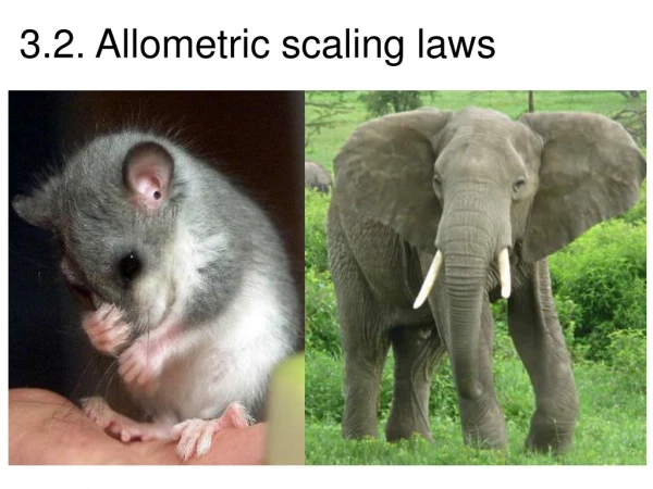 3.2. Allometric scaling laws