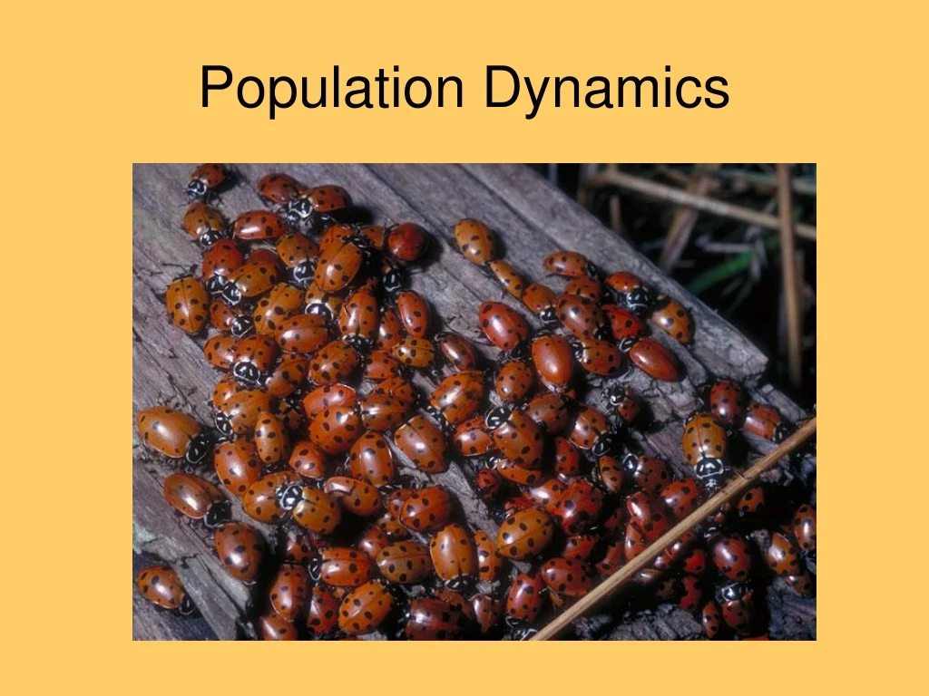 population dynamics