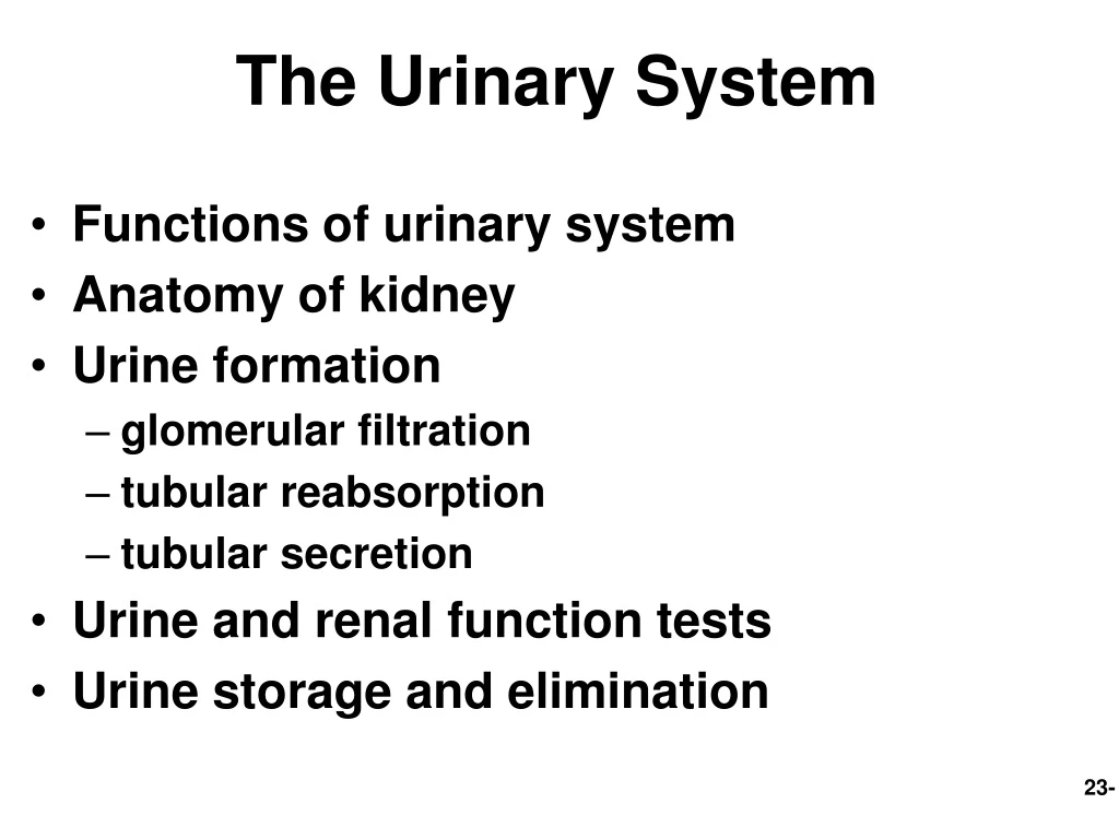 the urinary system