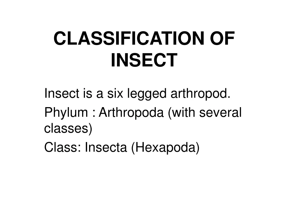 classification of insect