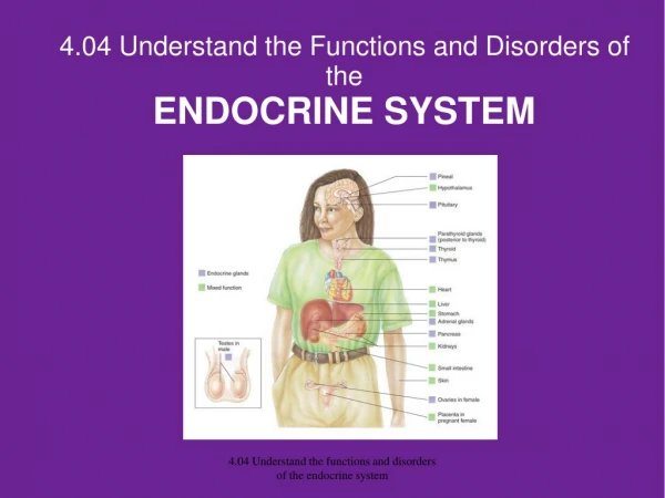 4.04 Understand the Functions and Disorders of the  ENDOCRINE SYSTEM