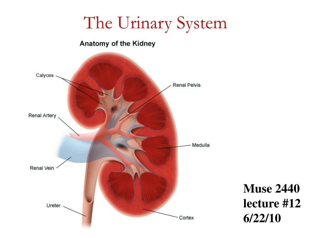 the urinary system