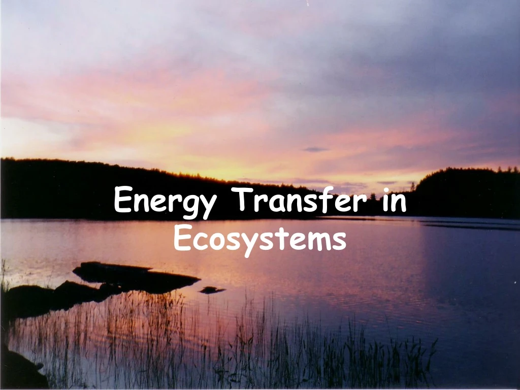 energy transfer in ecosystems