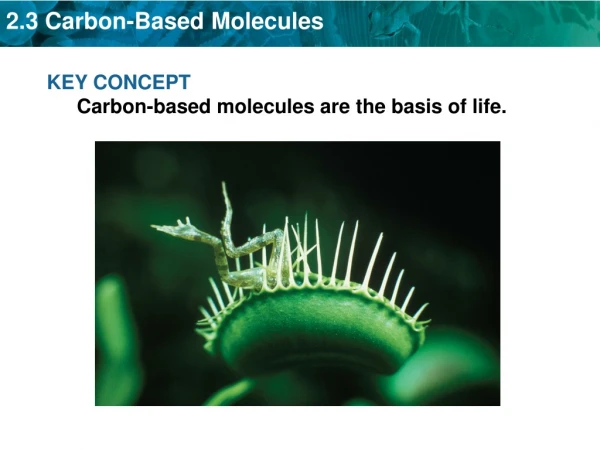 KEY CONCEPT Carbon-based molecules are the basis of life.