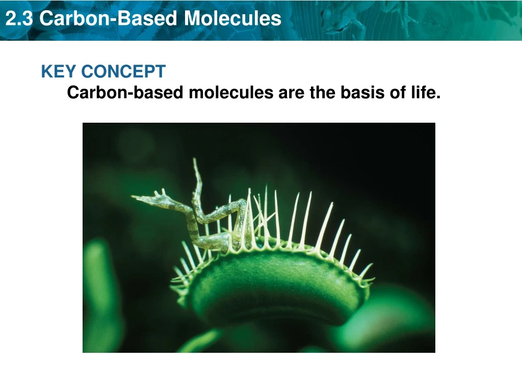 key concept carbon based molecules are the basis