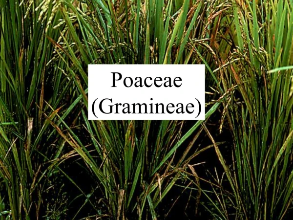Poaceae (Gramineae)