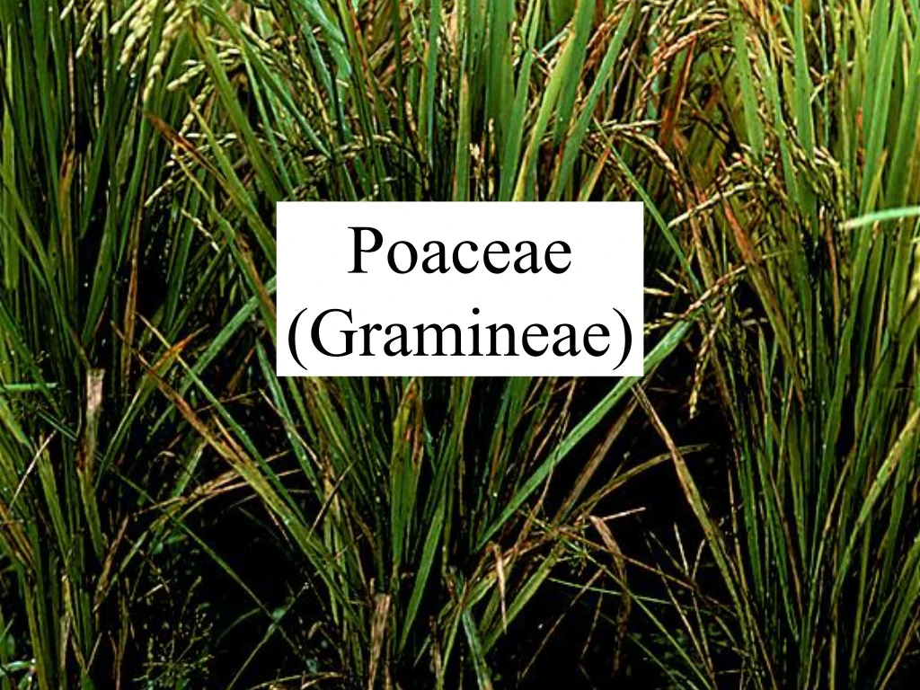 poaceae gramineae