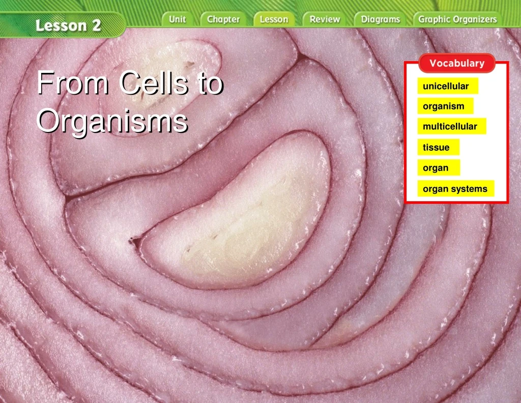 from cells to organisms