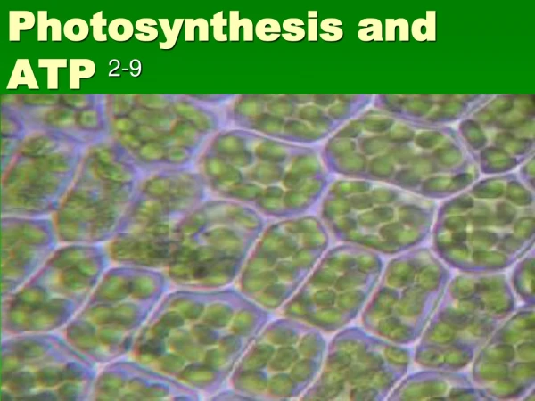 Photosynthesis and ATP